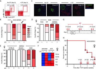 Transient Depletion of Foxp3+ Regulatory T Cells Selectively Promotes Aggressive β Cell Autoimmunity in Genetically Susceptible DEREG Mice